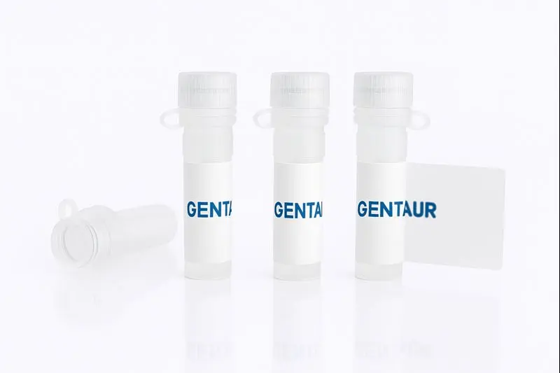 FITC Conjugated Succinyl Triticum vulgare Lectin (Wheat Germ)  -Succinyl WGA- 