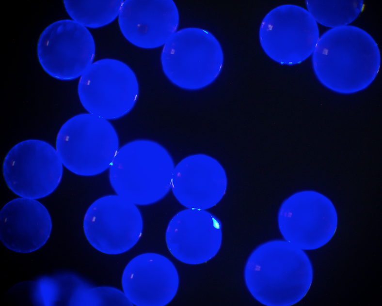 Blue PS Fluorescent Particles, 15 um-Biotin